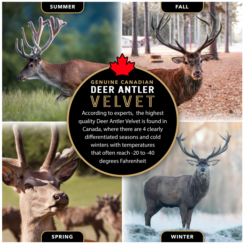 Genuine Canadian deer antler velvet shown across summer, fall, spring, and winter seasons